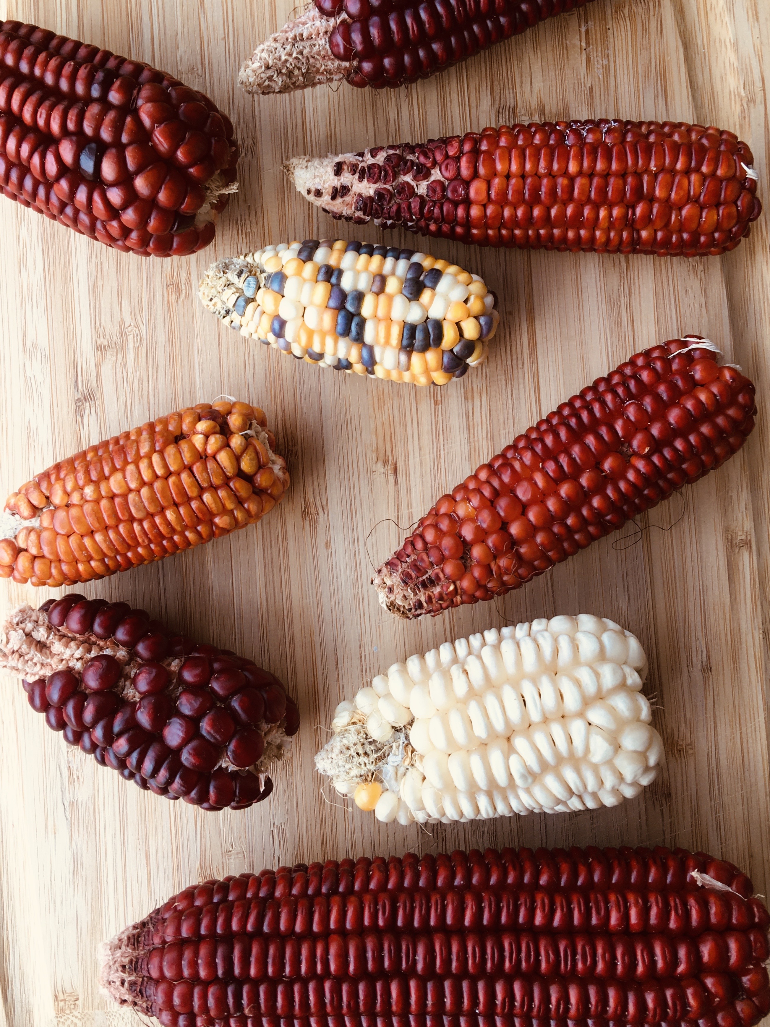 50 Graines de maïs Rouge ' Red Corn ' heirloom Seeds 