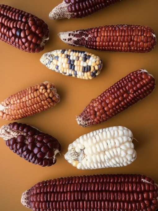 Heirloom Corn Seeds 100g