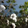 Cotton Lint Certified Organic Price Per Tonne