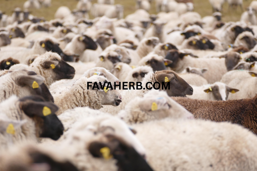 Bulk Whole Sheep Carcass (Mutton) — Wholesale Supply - Image 2