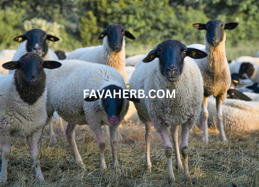 Bulk Whole Sheep Carcass (Mutton) — Wholesale Supply - Image 3