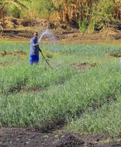 Solar Water Pump — KES 42,000 | Kenya, Uganda, Rwanda, Nigeria | Buy or Finance - Image 4