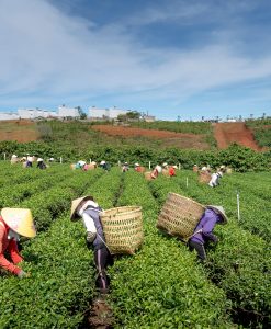 Alternative view of African Commodities Market Intelligence Report — Tea/East African Cotton Analysis Q3 2026