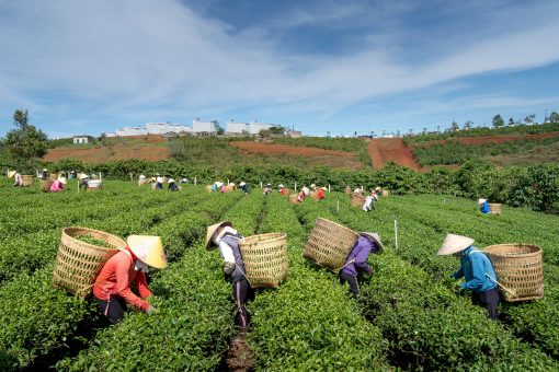 African Commodities Market Intelligence Report — Tea/East African Cotton Analysis Q3 2026