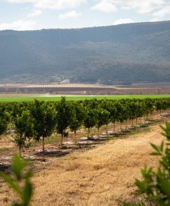 African Commodities Market Intelligence Report — Africa Sesame/ Kenya Macadamia Analysis Q4 2026
