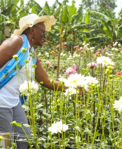 African Commodities Market Intelligence Report — Cut Flower/Avocado/Cashew Analysis Q1 2027