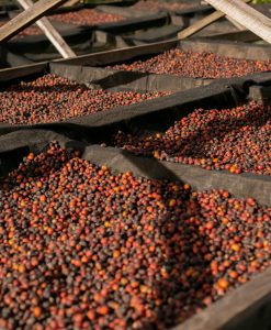 Alternative view of African Commodities Market Intelligence Report — Coffee/Wheat Analysis Q2 2026