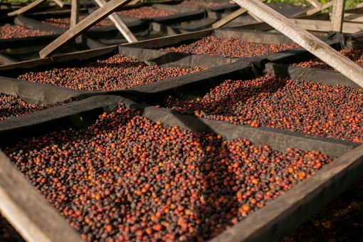 African Commodities Market Intelligence Report — Coffee/Wheat Analysis Q2 2026