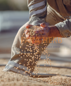 Bulk Contract-Grown Soybeans | Farm-Gate Supply for Refineries, Feed Mills & Food Manufacturers — East Africa