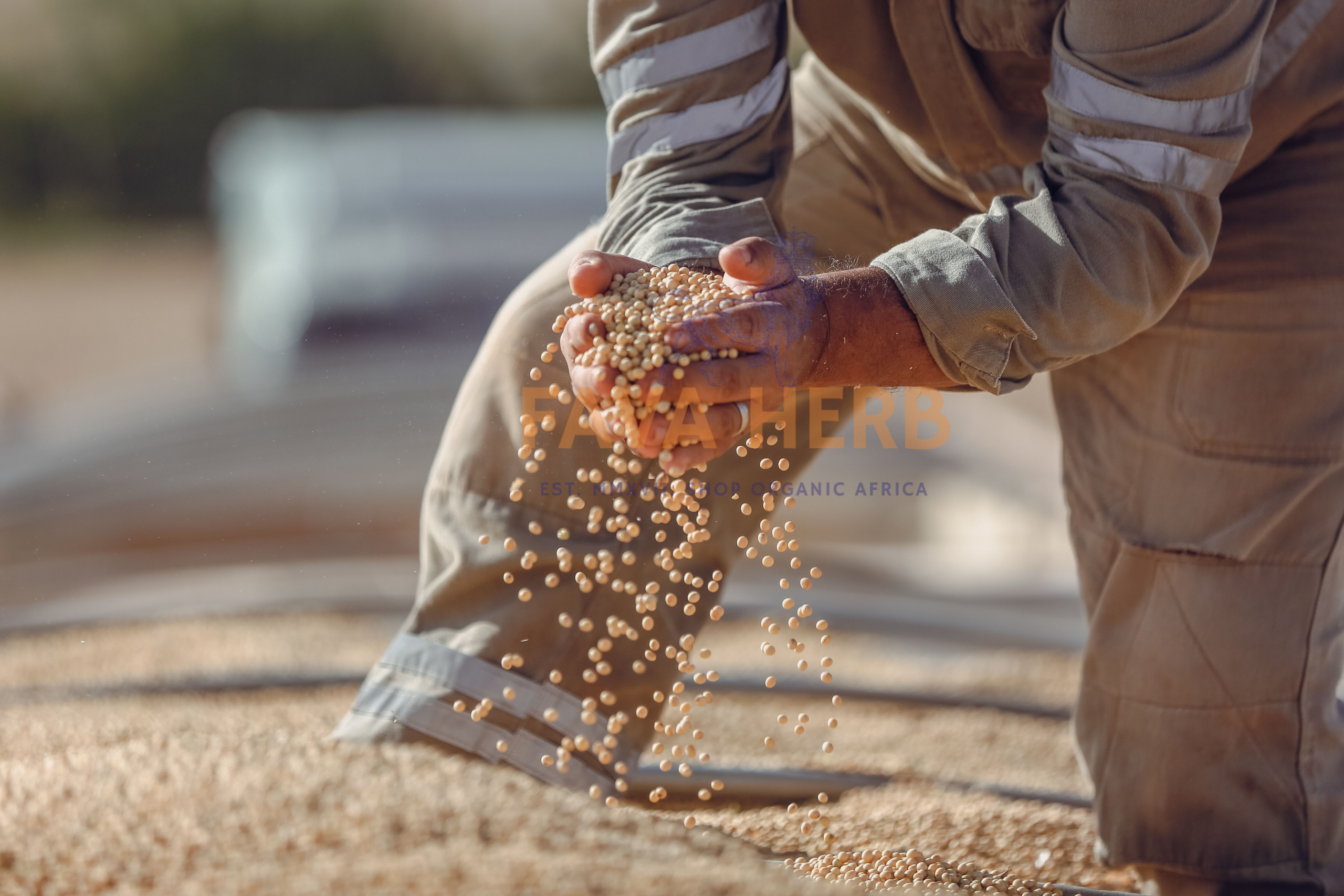 Bulk Contract-Grown Soybeans | Farm-Gate Supply for Refineries, Feed Mills & Food Manufacturers — East Africa