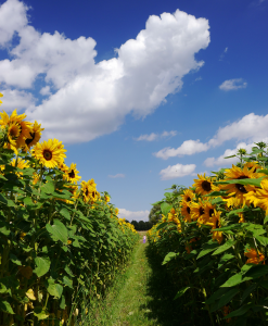 Bulk Contract-Grown Sunflower Seed | Farm-Gate Supply for Refineries, Feed & Food Industries — East Africa