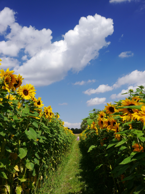 Bulk Contract-Grown Sunflower Seed | Farm-Gate Supply for Refineries, Feed & Food Industries — East Africa