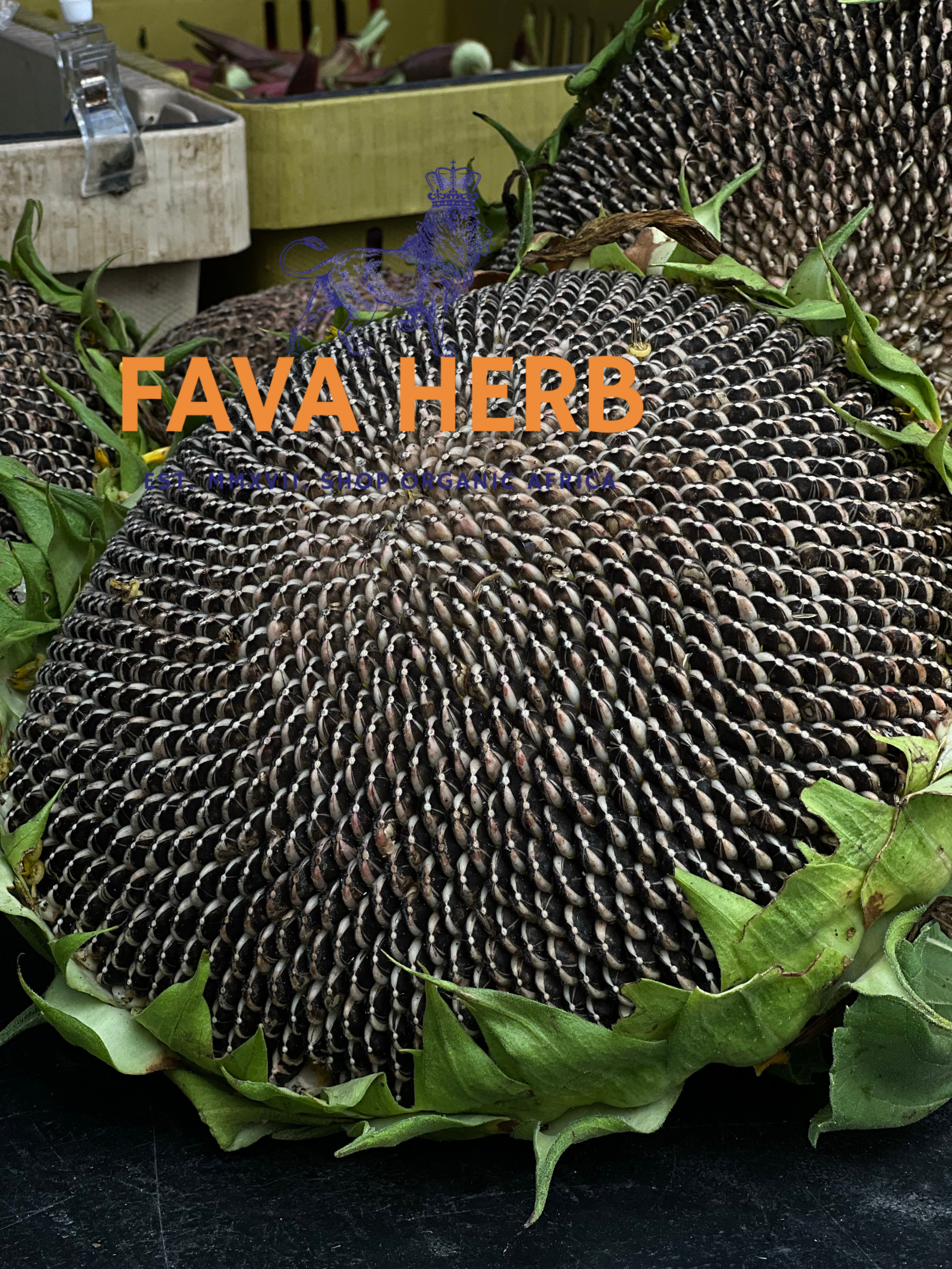 Bulk Contract-Grown Sunflower Seed | Farm-Gate Supply for Refineries, Feed & Food Industries — East Africa - Image 3