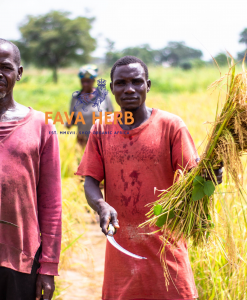Bulk Contract-Grown Wheat | Farm-Gate Supply for Millers, Feed & Food Industries — East Africa