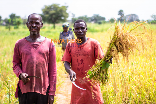 Bulk Contract-Grown Wheat | Farm-Gate Supply for Millers, Feed & Food Industries — East Africa