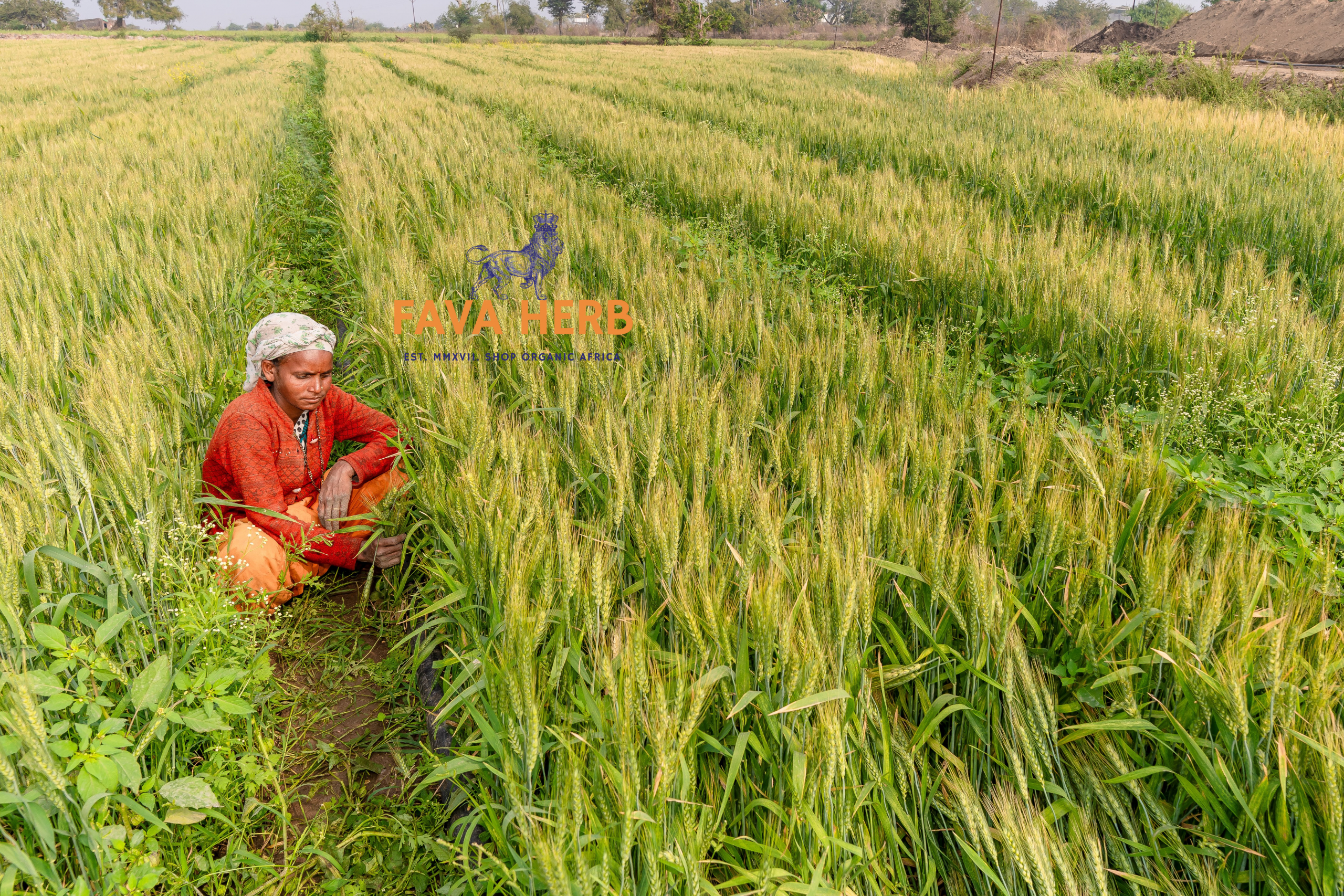 Bulk Contract-Grown Wheat | Farm-Gate Supply for Millers, Feed & Food Industries — East Africa - Image 3