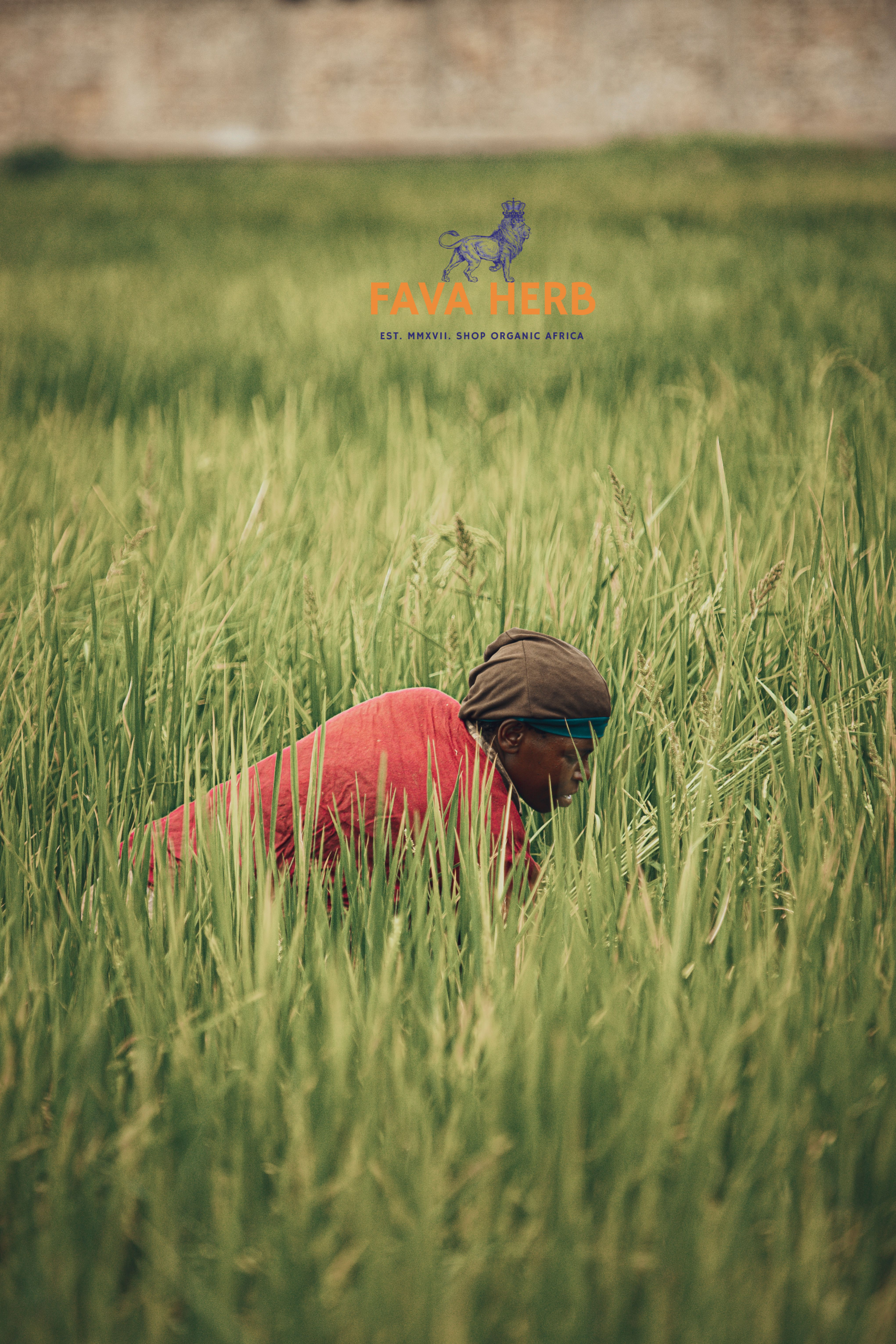 Bulk Contract-Grown Wheat | Farm-Gate Supply for Millers, Feed & Food Industries — East Africa - Image 5