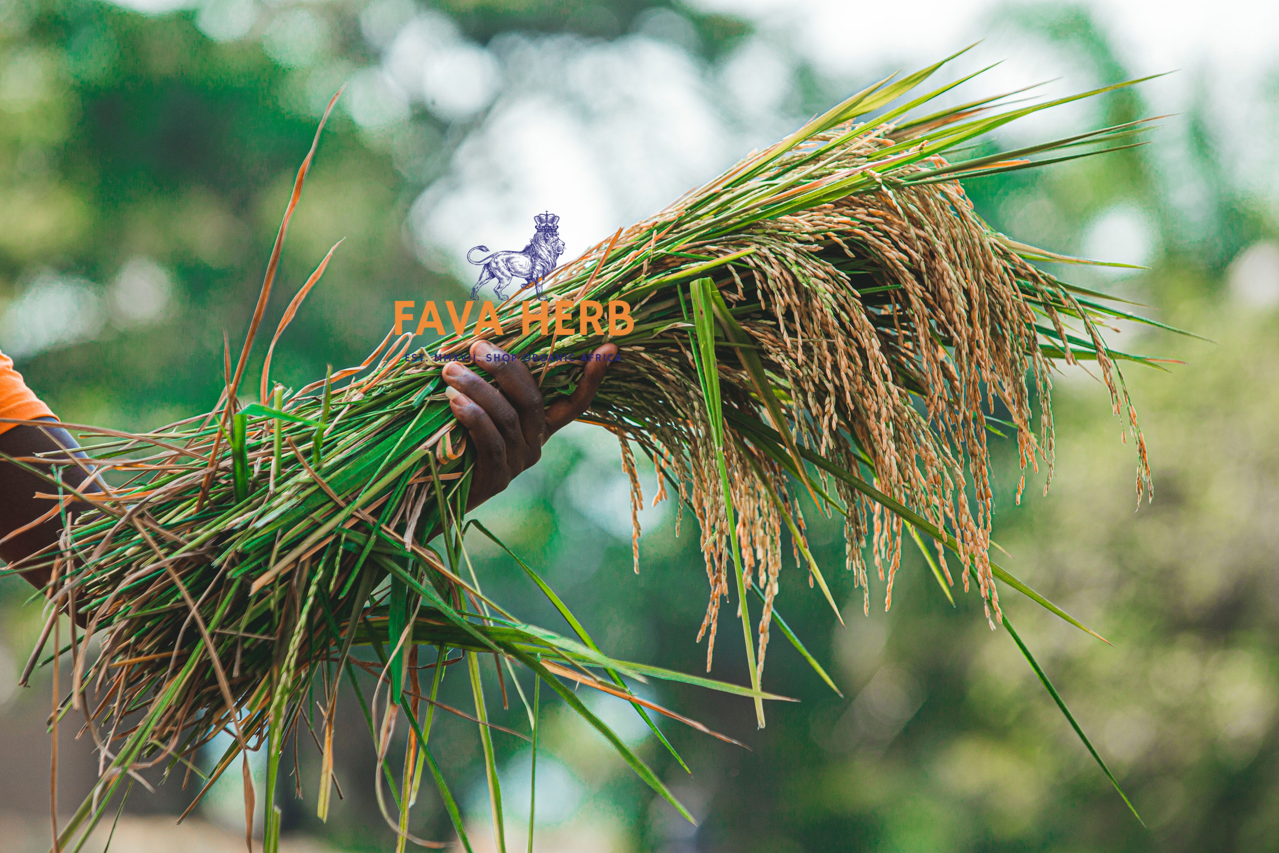 Bulk Contract-Grown Wheat | Farm-Gate Supply for Millers, Feed & Food Industries — East Africa - Image 4