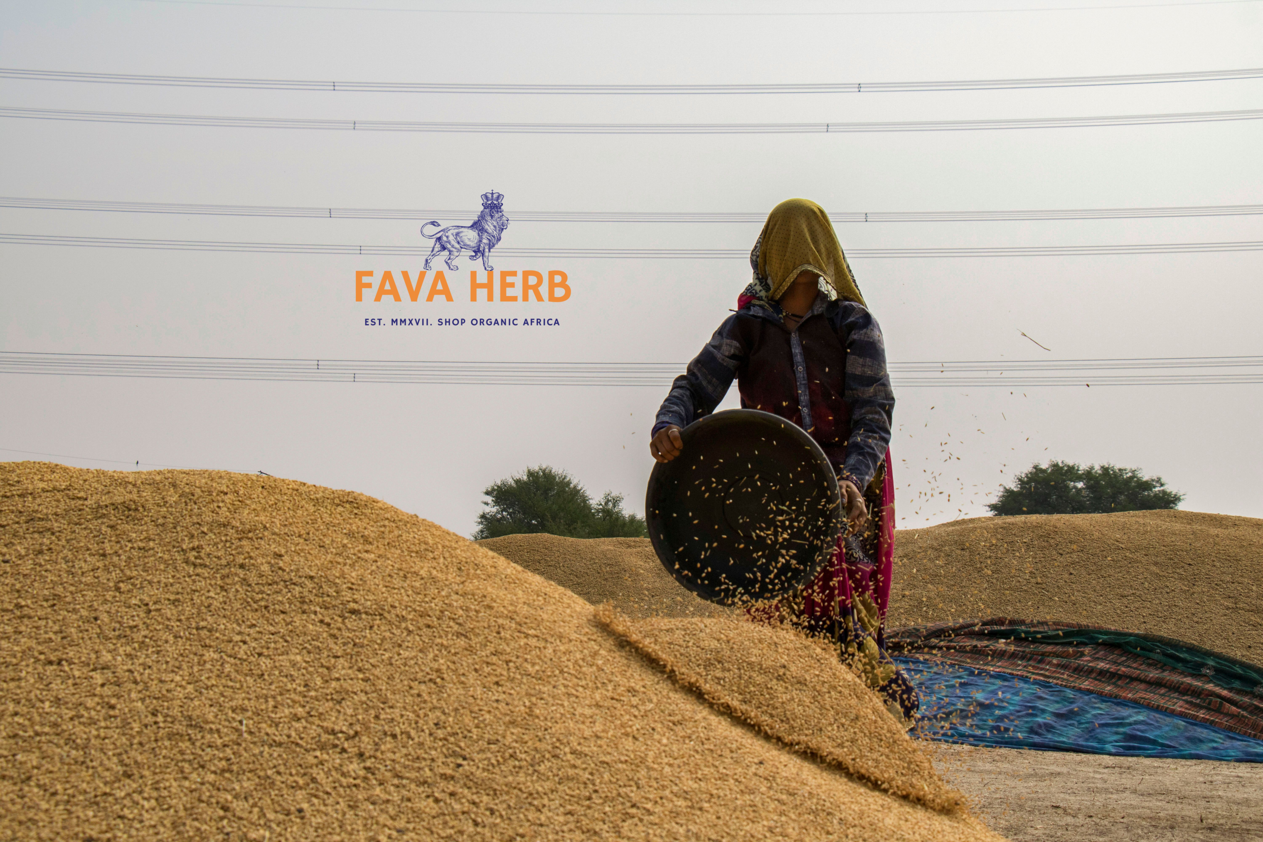 Bulk Contract-Grown Wheat | Farm-Gate Supply for Millers, Feed & Food Industries — East Africa - Image 2