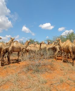 The Fava Herb Livestock Report — East Africa's Livestock Trade, Decoded: Camels