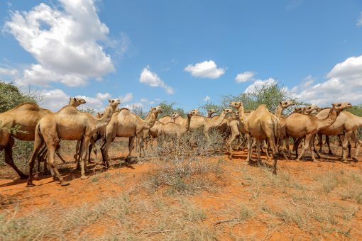 The Fava Herb Livestock Report — East Africa's Livestock Trade, Decoded: Camels