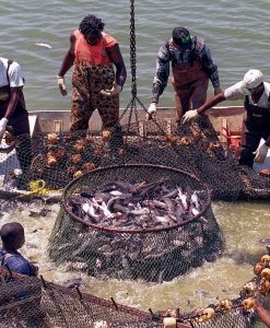 The Fava Herb Fish & Aquaculture Report — East Africa's Fisheries Trade, Decoded: Nigeria Catfish & Aquaculture