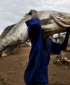 The Fava Herb Fish & Aquaculture Report — East Africa's Fisheries Trade, Decoded: Nile Perch