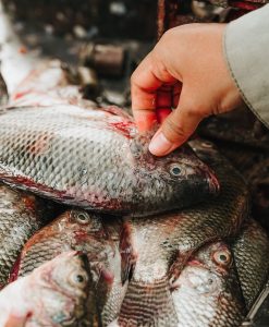 The Fava Herb Fish & Aquaculture Report — East Africa's Fisheries Trade, Decoded: Tilapia