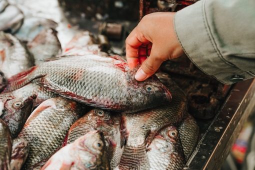 The Fava Herb Fish & Aquaculture Report — East Africa's Fisheries Trade, Decoded: Tilapia