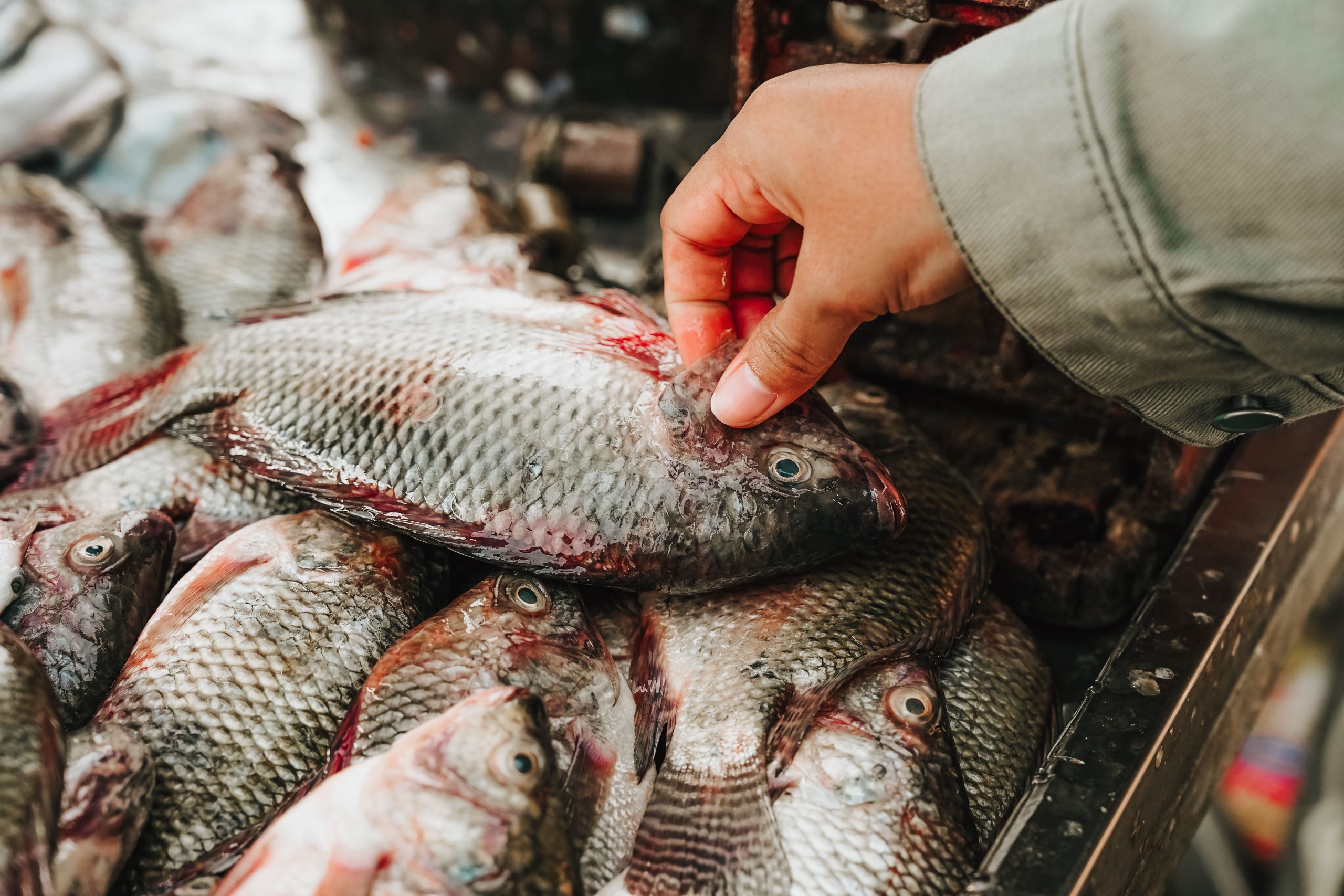 The Fava Herb Fish & Aquaculture Report — East Africa's Fisheries Trade, Decoded: Tilapia