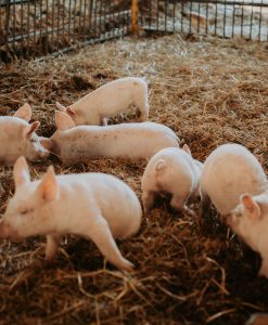 The Fava Herb Livestock Report — East Africa's Livestock Trade, Decoded: Pigs
