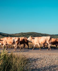 The Fava Herb Livestock Report — East Africa's Livestock Trade, Decoded: Beef
