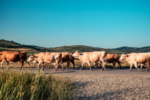 The Fava Herb Livestock Report — East Africa's Livestock Trade, Decoded: Beef
