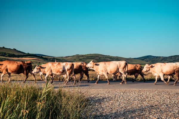 The Fava Herb Livestock Report — East Africa's Livestock Trade, Decoded: Beef