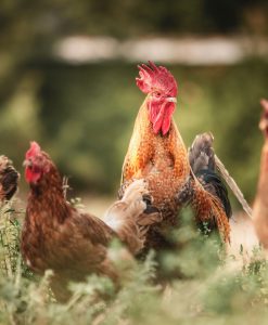The Fava Herb Livestock Report — East Africa's Livestock Trade, Decoded: Poultry
