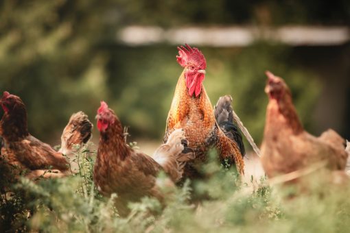 The Fava Herb Livestock Report — East Africa's Livestock Trade, Decoded: Poultry
