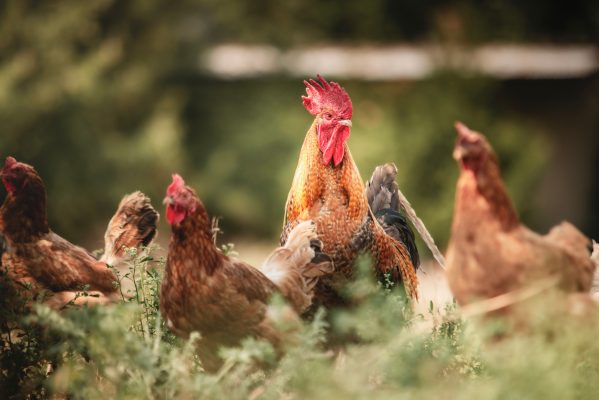 The Fava Herb Livestock Report — East Africa's Livestock Trade, Decoded: Poultry