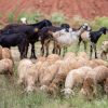 The Fava Herb Livestock Report — East Africa's Livestock Trade, Decoded: Sheep and Goats