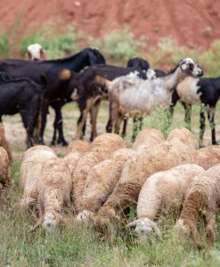The Fava Herb Livestock Report — East Africa's Livestock Trade, Decoded: Sheep and Goats