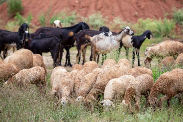 The Fava Herb Livestock Report — East Africa's Livestock Trade, Decoded: Sheep and Goats